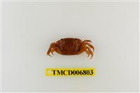 藏品(絨毛近方蟹)的圖片